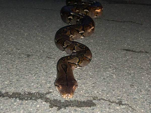 Hallan especie de serpiente más larga del mundo en Guaynabo