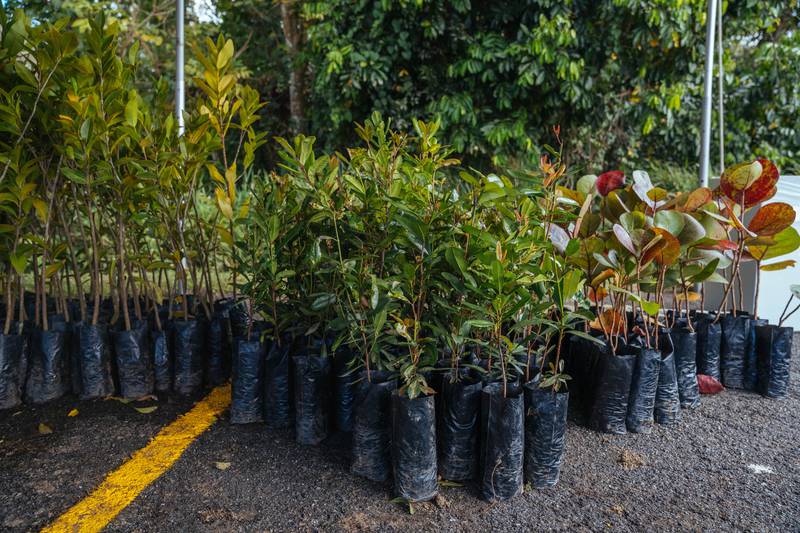 Abren viveros para venta de árboles nativos, frutales y endémicos – Activo