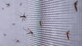 ¿Por qué te pican los mosquitos?; estudio revela seis razones 