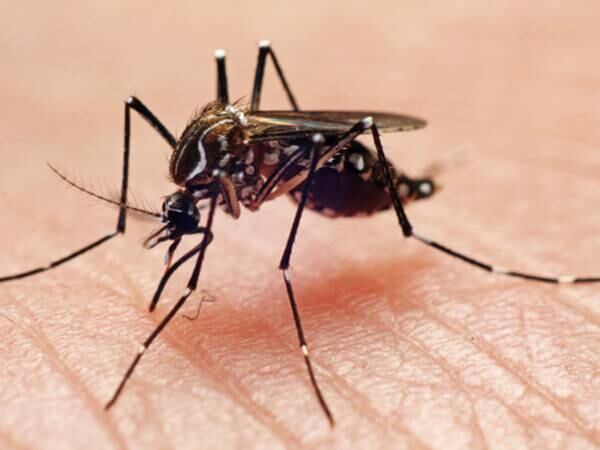 Casos de dengue podrían aumentar en Semana Santa