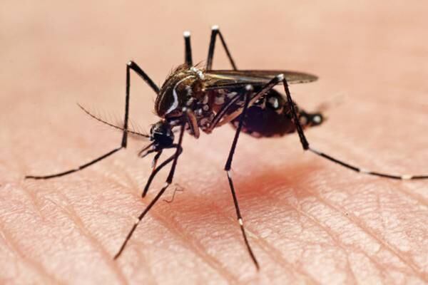 Casos de dengue podrían aumentar en Semana Santa