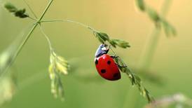 Ecología: Más de la mitad de las especies de insectos podrían desaparecer