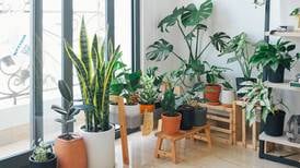 Estas plantas de interior son buenas para purificar el aire en tu casa según la NASA