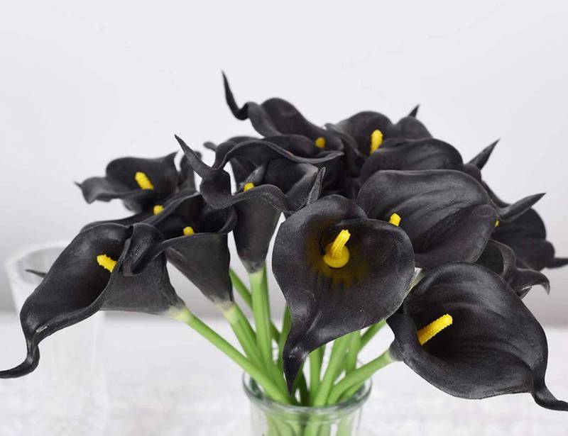 Plantas con flores de color negro ideales para contrastar con paredes  blancas – Activo