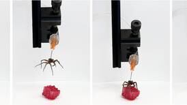 Un laboratorio manipula arañas muertas para que sirvan de pinzas