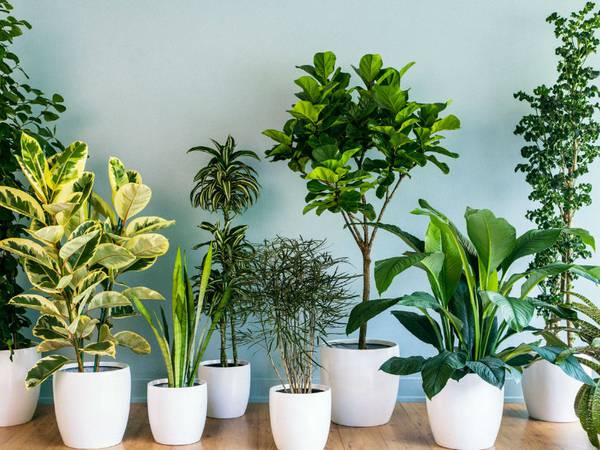 Plantas que te ayudarán a combatir la ola de calor