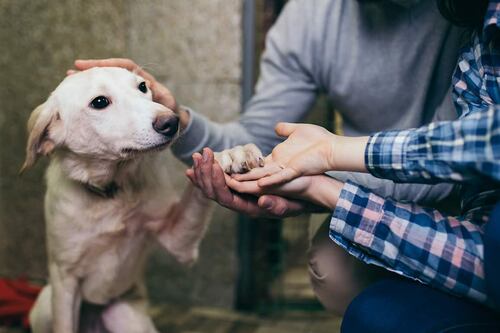 Estudio demuestra el impacto psicológico de separación forzada entre un humano y su mascota