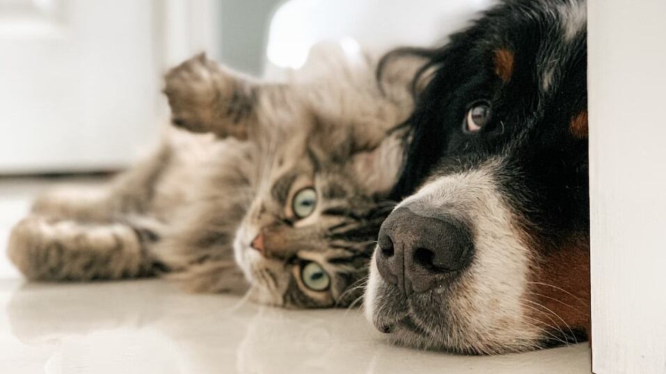 Los gatos y perros también puede ser buenos amigos