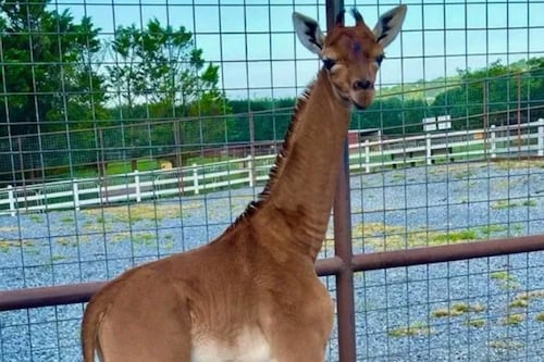 Nace la jirafa más rara del mundo: no tiene manchas