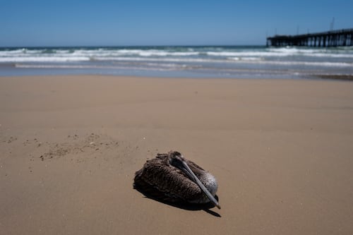 Docenas de pelícanos hambrientos y enfermos aparecen en la costa de California
