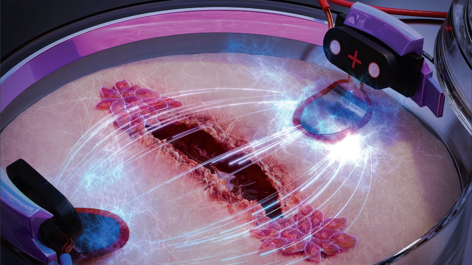 El campo eléctrico obliga a las células a moverse siempre en la misma dirección, asumiendo el control del sistema de navegación celular.