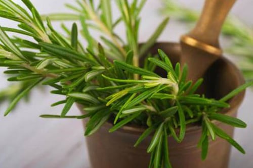 5 plantas medicinales que puedes tener en casa y cuidar fácilmente